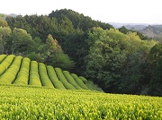 掛川茶畑